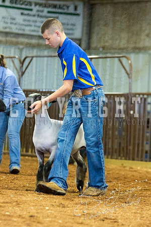 MAYES_COUNTY_FAIR_SHEEP-2962