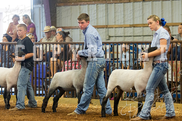 MAYES_COUNTY_FAIR_SHEEP-2870