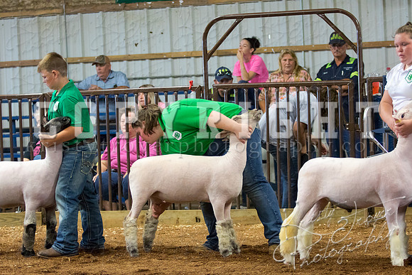 MAYES_COUNTY_FAIR_SHEEP-2866