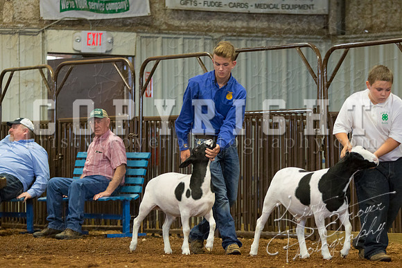 MAYES_COUNTY_FAIR_SHEEP-2896