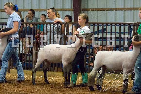 MAYES_COUNTY_FAIR_SHEEP-2860