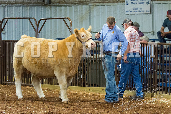 MAYES_COUNTY_FAIR_steer-3980