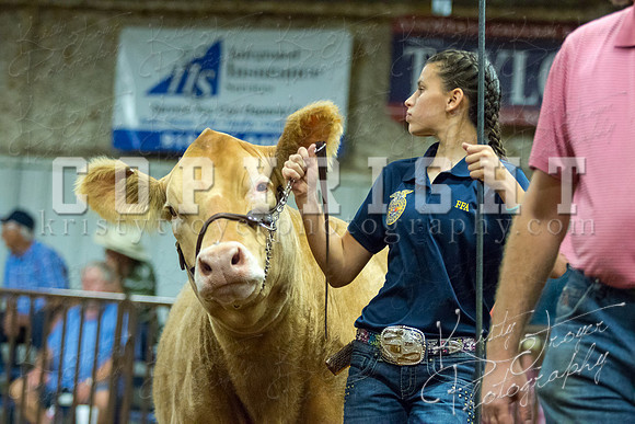 MAYES_COUNTY_FAIR_heifer-4162