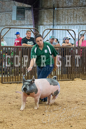 MAYES_COUNTY_FAIR_SWINE_©KTROYER-9727