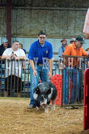 MAYES_COUNTY_FAIR_SWINE_©KTROYER-9403