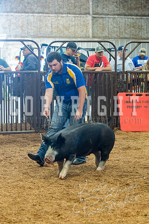 MAYES_COUNTY_FAIR_SWINE_©KTROYER-9416