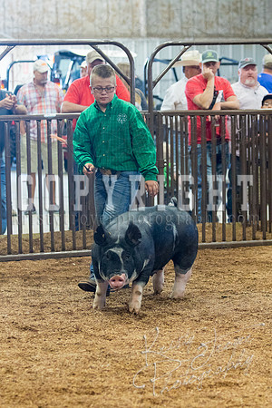 MAYES_COUNTY_FAIR_SWINE_©KTROYER-9425