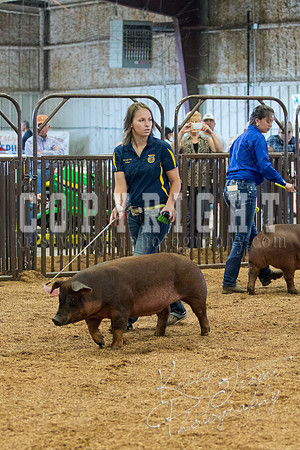 MAYES_COUNTY_FAIR_SWINE_©KTROYER-9483