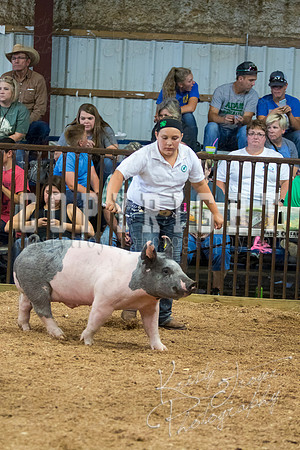 MAYES_COUNTY_FAIR_SWINE_©KTROYER-9698