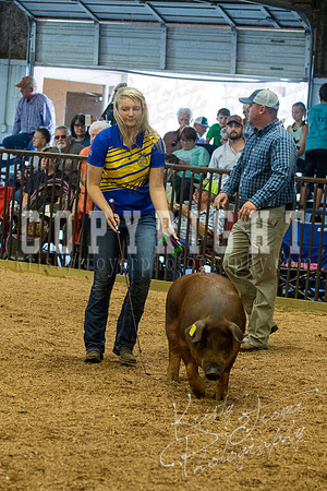 MAYES_COUNTY_FAIR_SWINE_©KTROYER-9517