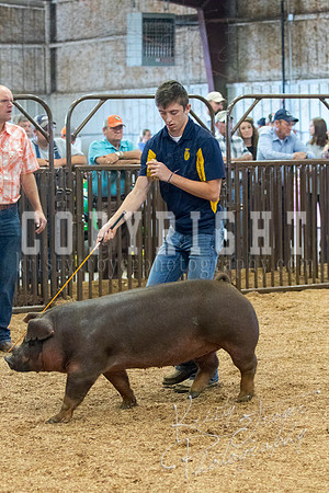 MAYES_COUNTY_FAIR_SWINE_©KTROYER-9544