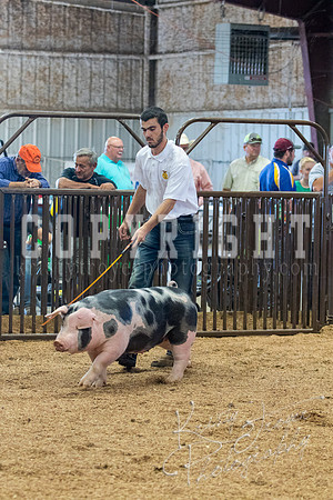 MAYES_COUNTY_FAIR_SWINE_©KTROYER-9647