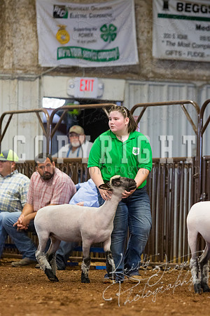MAYES_COUNTY_FAIR_SHEEP-2947
