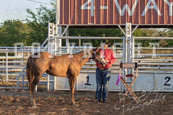 2018_Halter_Horse_Show_1588