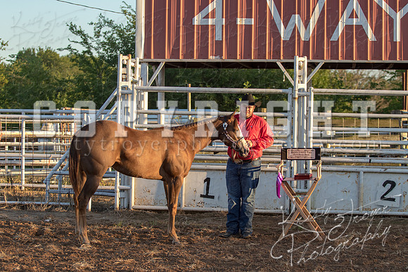 2018_Halter_Horse_Show_1590