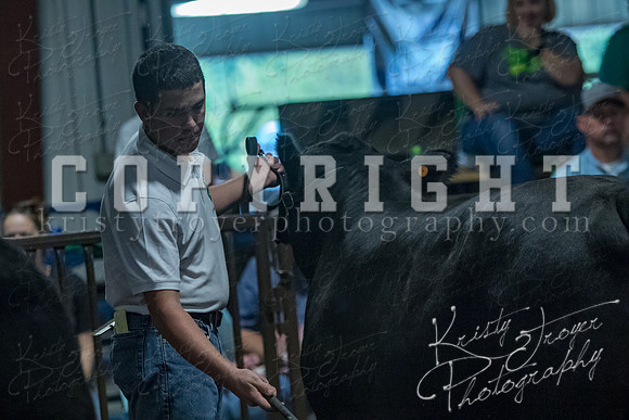 mayes__county_fair_beef_3459