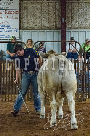 mayes__county_fair_beef_3513