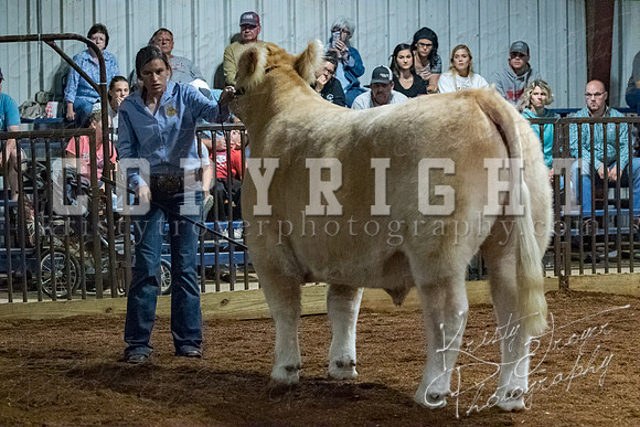mayes__county_fair_beef_3514