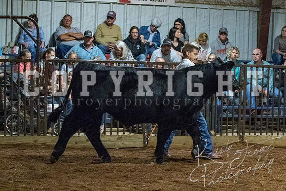 mayes__county_fair_beef_3523