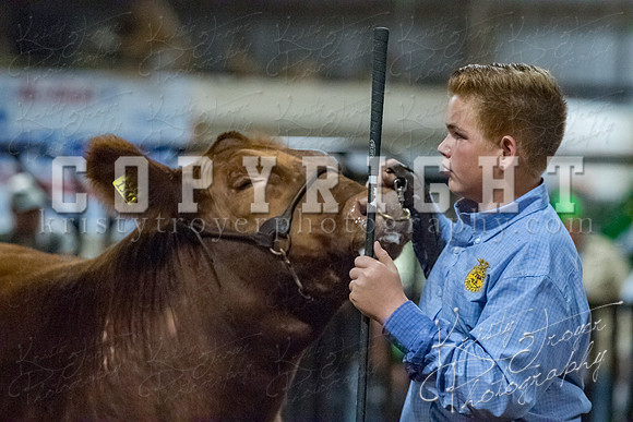 mayes__county_fair_beef_3536