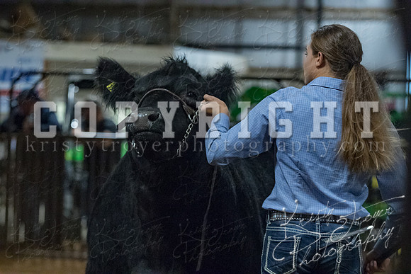 mayes__county_fair_beef_3544