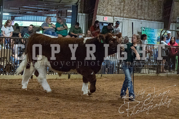 mayes__county_fair_beef_3550