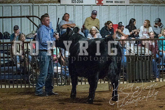 mayes__county_fair_beef_3559