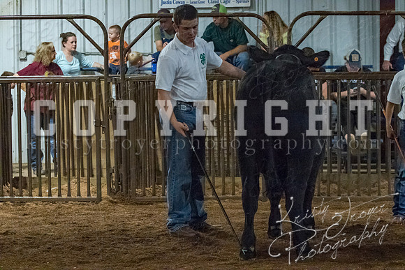 mayes__county_fair_beef_3566