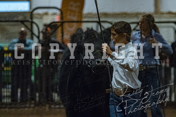 mayes__county_fair_beef_3585