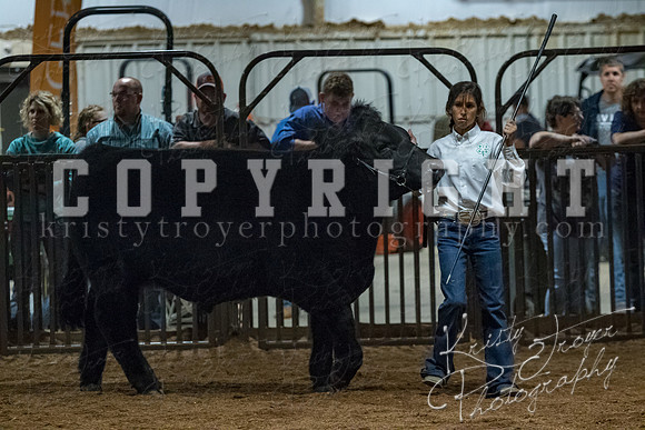 mayes__county_fair_beef_3601
