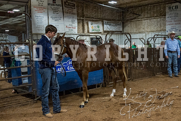 mayes_county_fair_premium_sale_2232