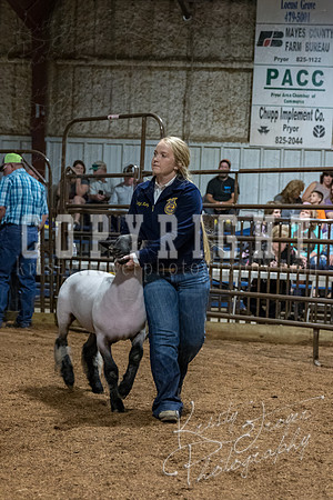 mayes_county_fair_premium_sale_2368