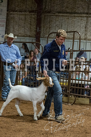 mayes_county_fair_premium_sale_2387