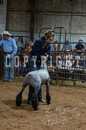mayes_county_fair_premium_sale_2410