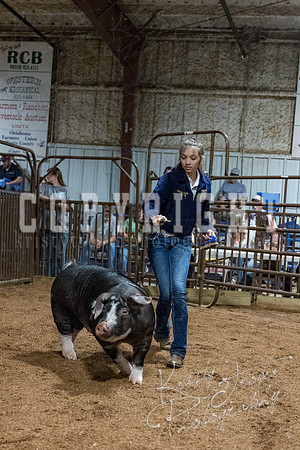 mayes_county_fair_premium_sale_2650