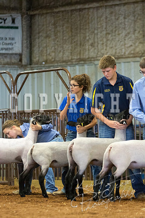 MAYES_COUNTY_FAIR_SHEEP-3088