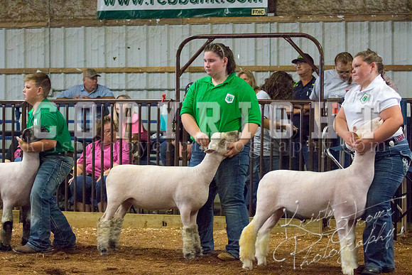 MAYES_COUNTY_FAIR_SHEEP-2858