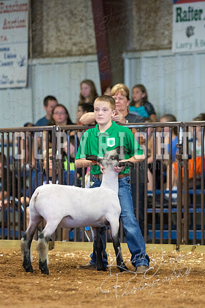 MAYES_COUNTY_FAIR_SHEEP-2936