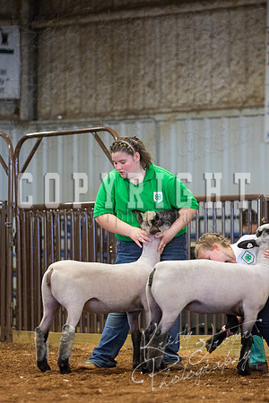 MAYES_COUNTY_FAIR_SHEEP-2950