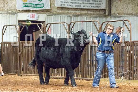 MAYES_COUNTY_FAIR_heifer-4208