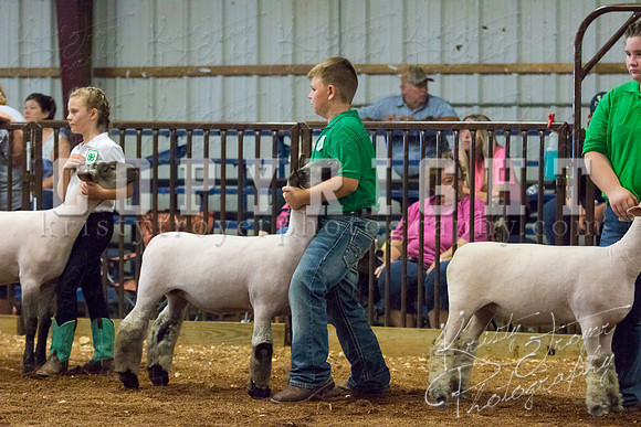 MAYES_COUNTY_FAIR_SHEEP-2859