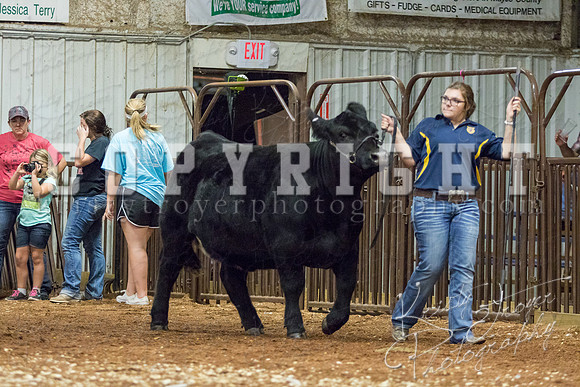 MAYES_COUNTY_FAIR_heifer-4207