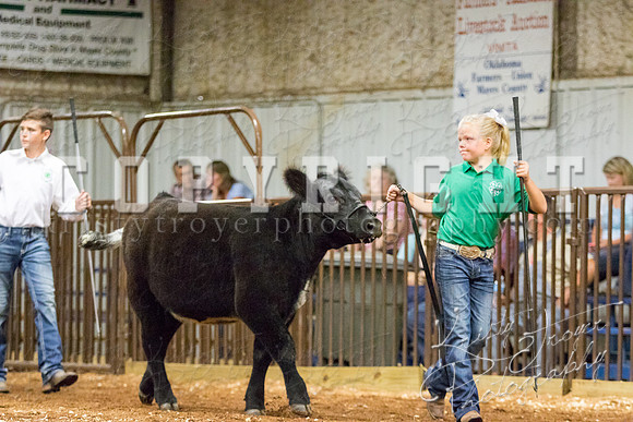 MAYES_COUNTY_FAIR_heifer-4266