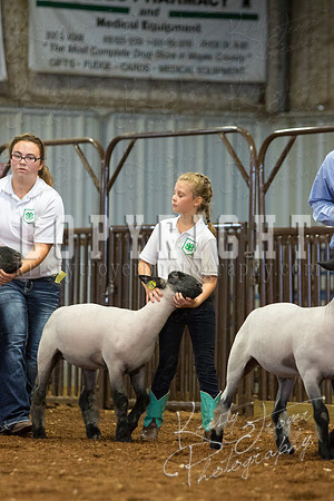 MAYES_COUNTY_FAIR_SHEEP-2945