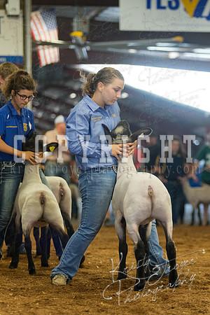 MAYES_COUNTY_FAIR_SHEEP-3094