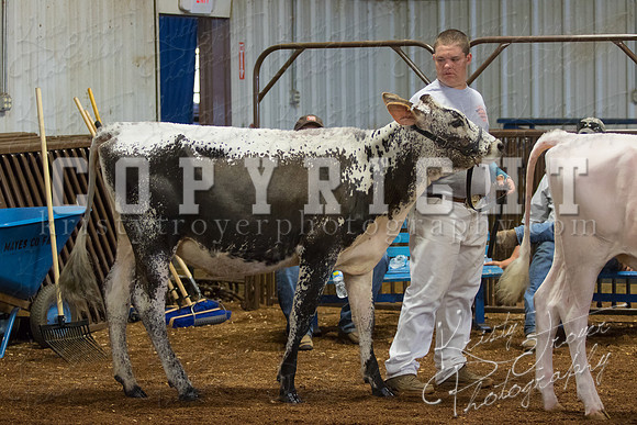 MAYES_COUNTY_FAIR_DAIRY-3422
