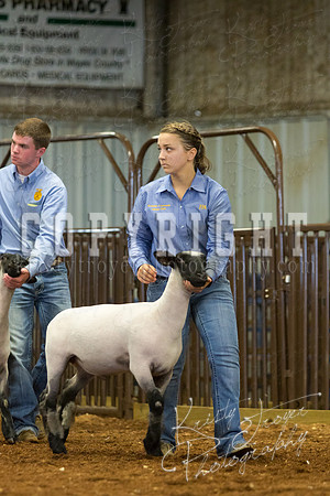 MAYES_COUNTY_FAIR_SHEEP-2943