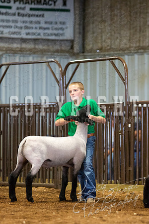 MAYES_COUNTY_FAIR_SHEEP-3111