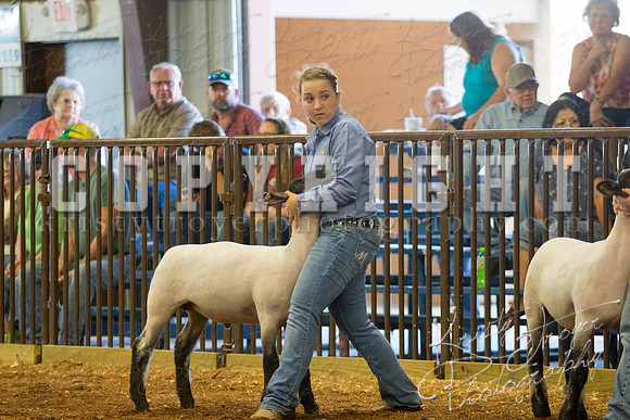 MAYES_COUNTY_FAIR_SHEEP-2872