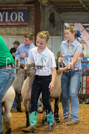 MAYES_COUNTY_FAIR_SHEEP-2852